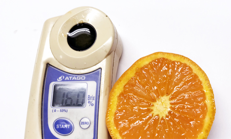 のうろく かんきつ中間母本農6号 Mild 工房 みかんの館