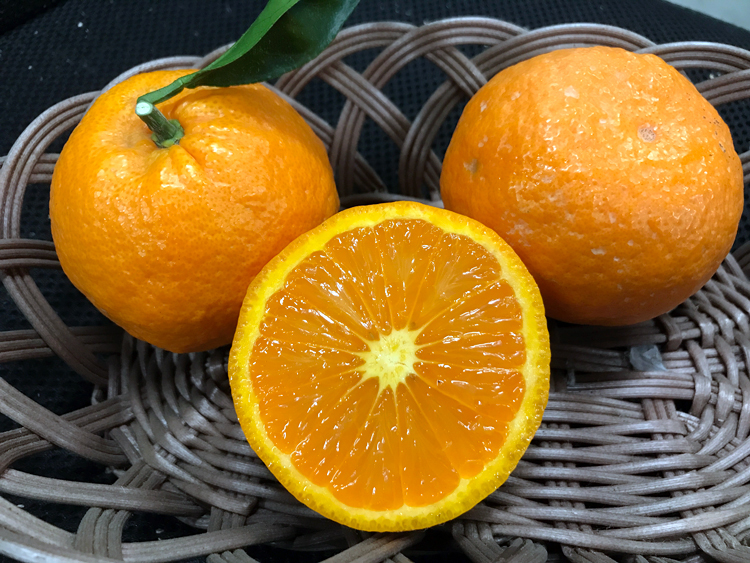 がんばろう日本 ２枚セット ザ・ボックス G-HARD V2 刻R | がまかつ