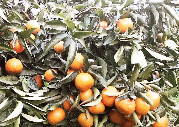 のうろく かんきつ中間母本農6号 Mild 工房 みかんの館