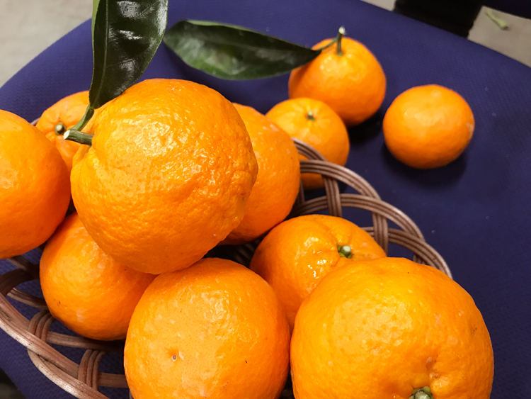 のうろく かんきつ中間母本農6号 Mild 工房 みかんの館