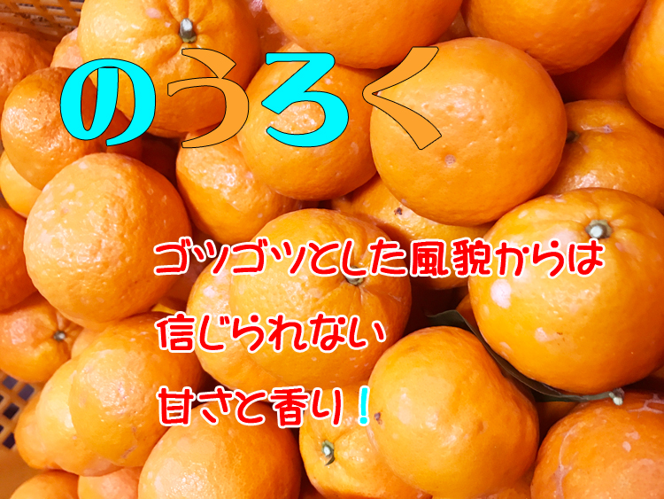 のうろく かんきつ中間母本農6号 Mild 工房 みかんの館