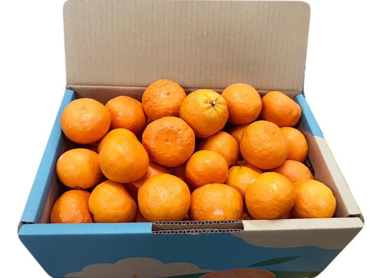 かんかん 紀伊路屋 紀六柑（きろくかん） かんきつ中間母本農6号 無添加